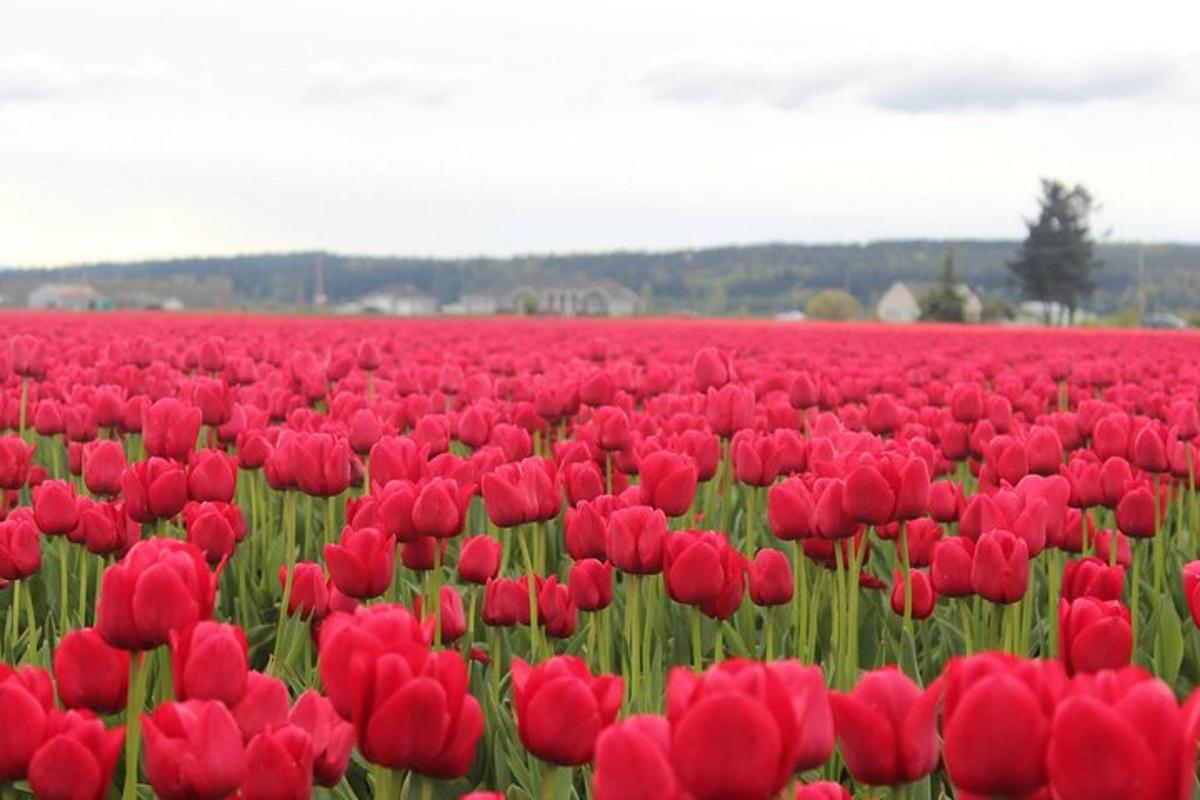 polje crvenih tulipana u polju