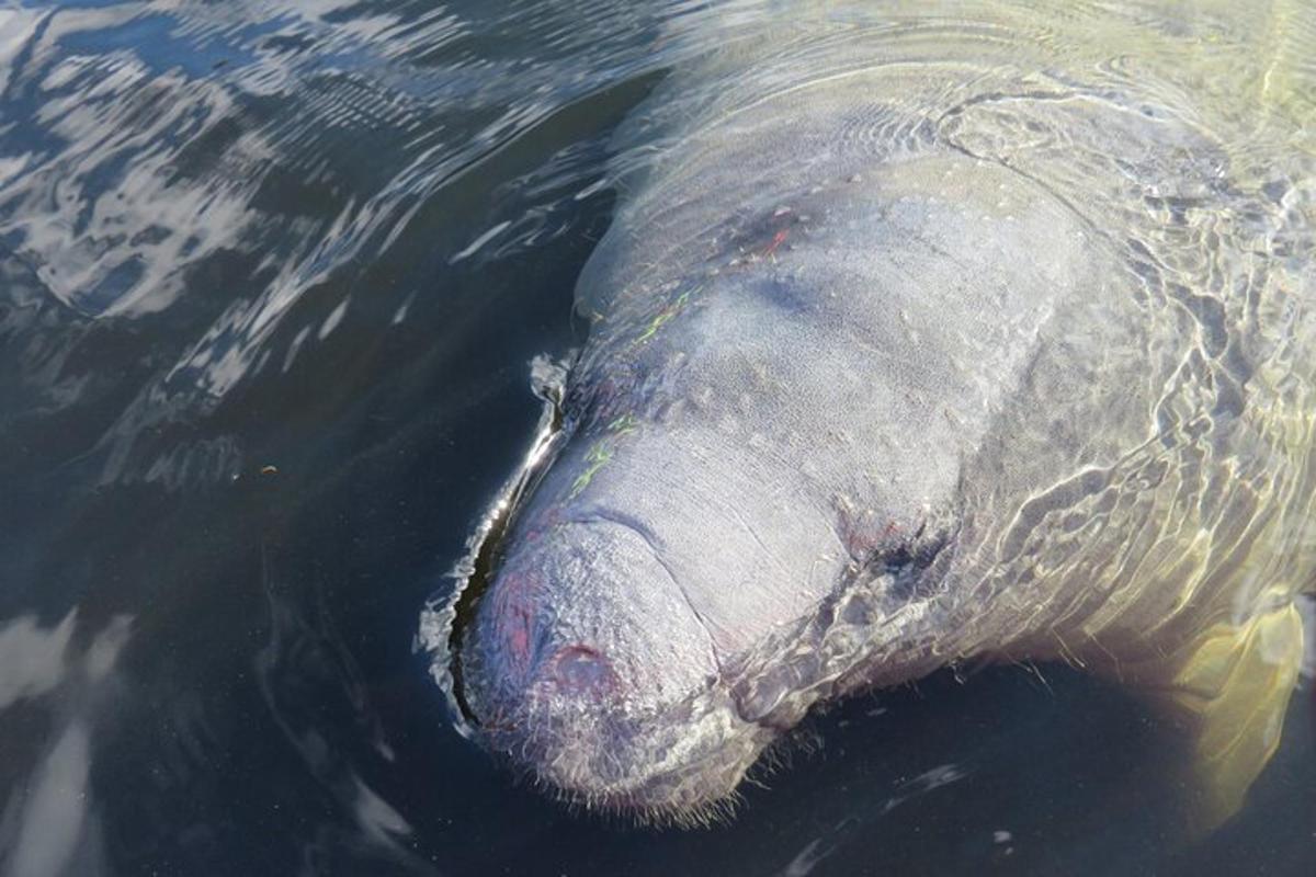 een close-up van een vis in het water