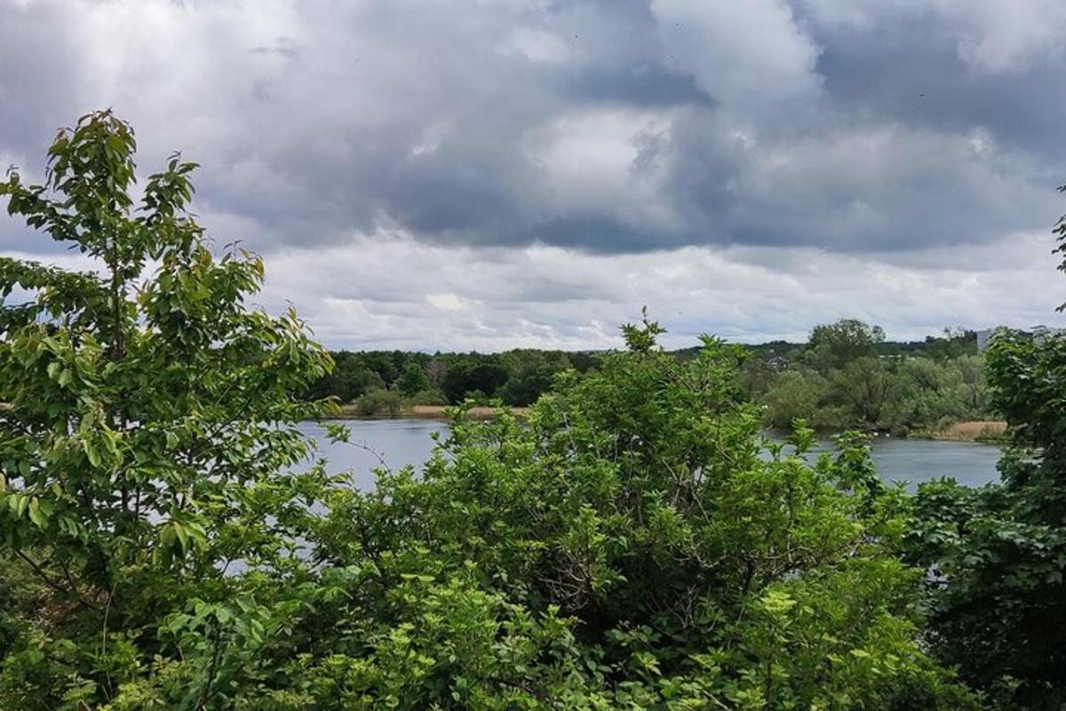 una vista di un fiume con alberi in primo piano