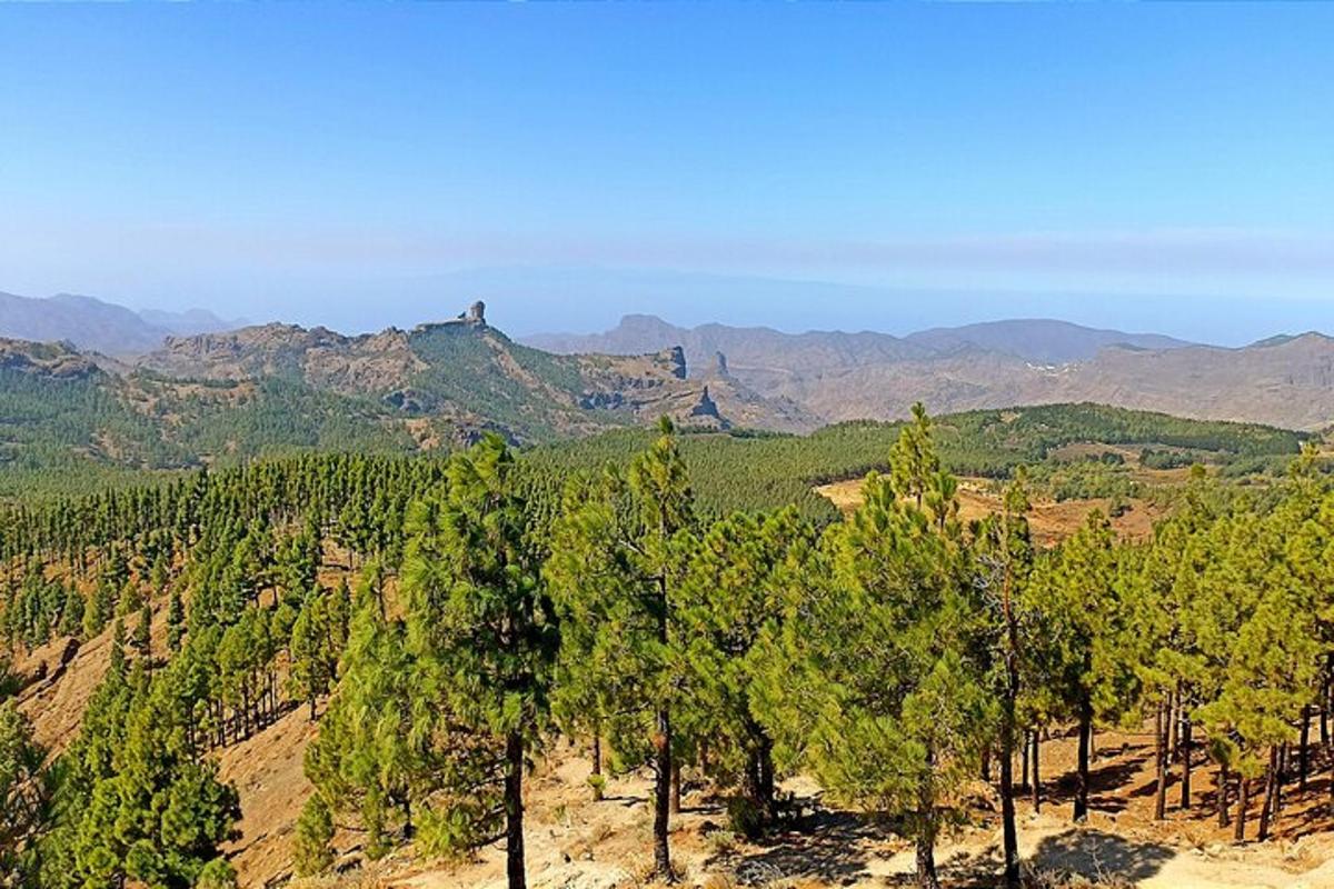 una vista d'un bosc d'arbres amb muntanyes al fons