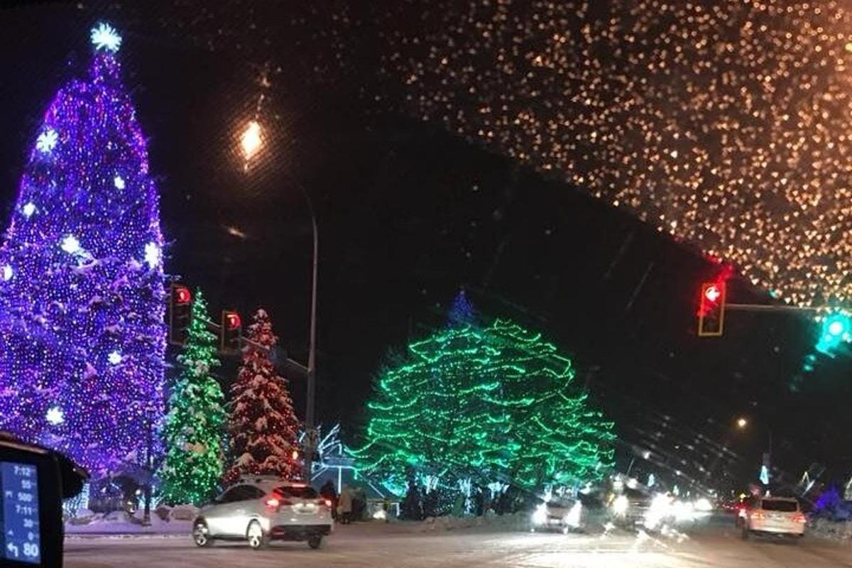 isang grupo ng mga christmas tree sa isang kalye sa gabi