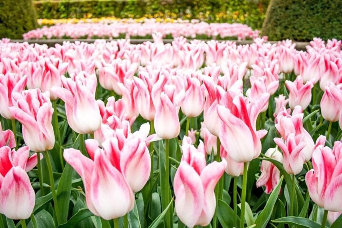 kytice růžových tulipánů v zahradě