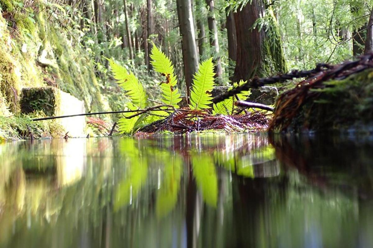 a green plant sitting on top of a body of water