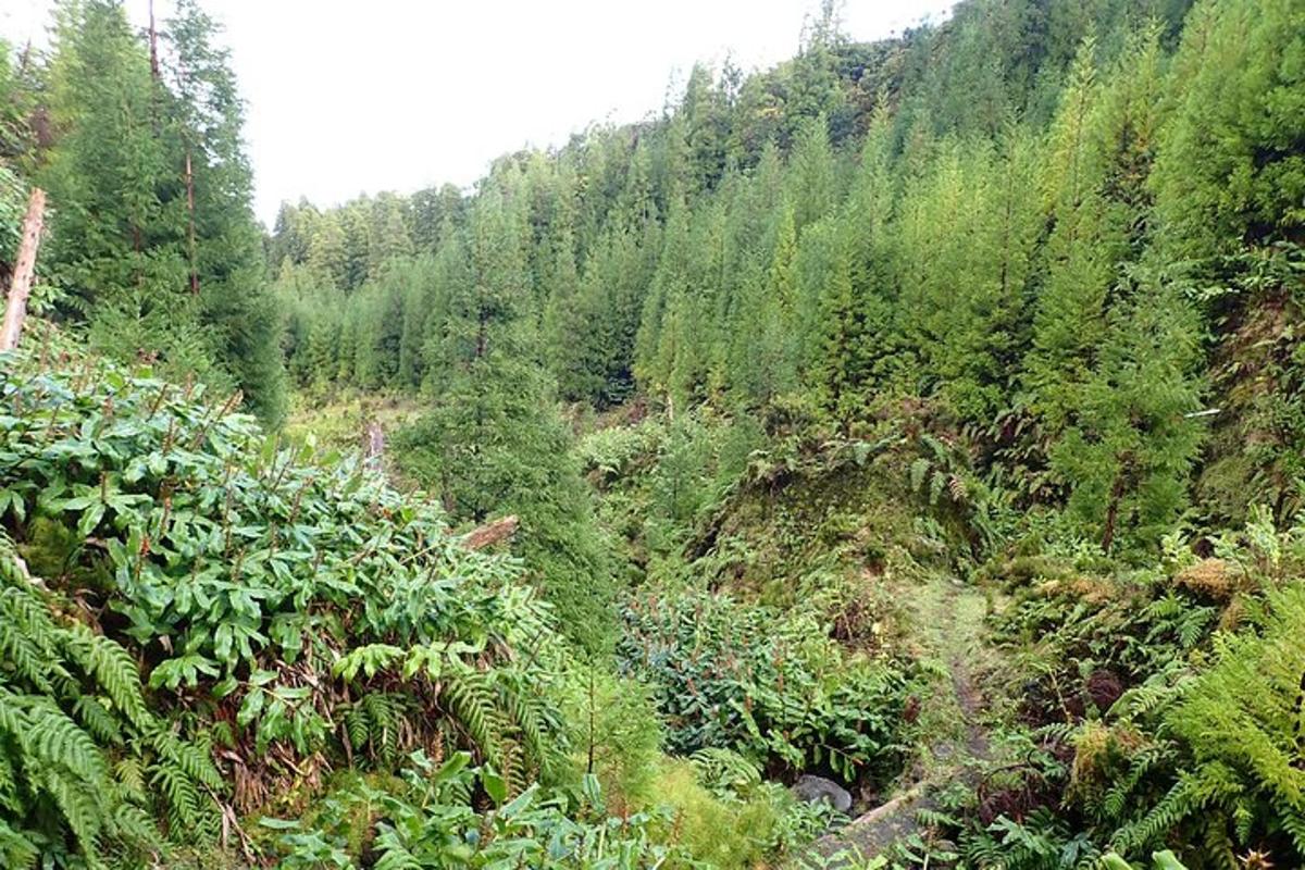 a forest filled with lots of trees and plants