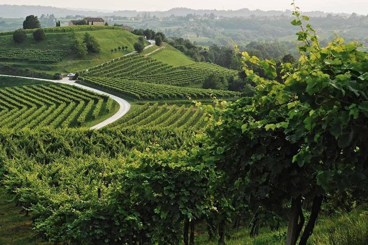 klikatá cesta vinicí v kopcích