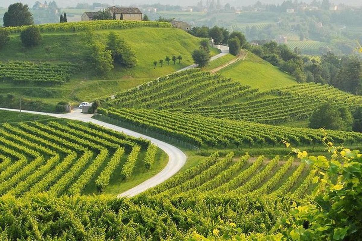 klikatá cesta vinicí na kopci