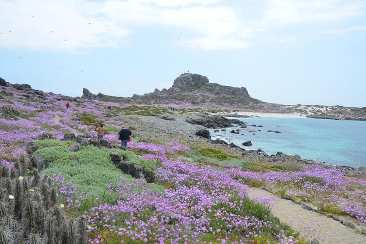 two people walking on a hill with purple flowers