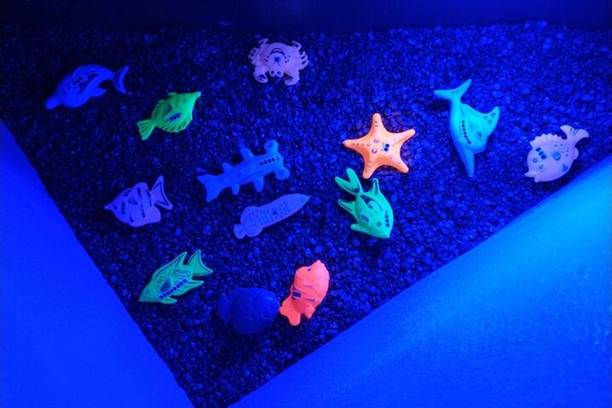 isang grupo ng mga isda at starfish sa isang karpet