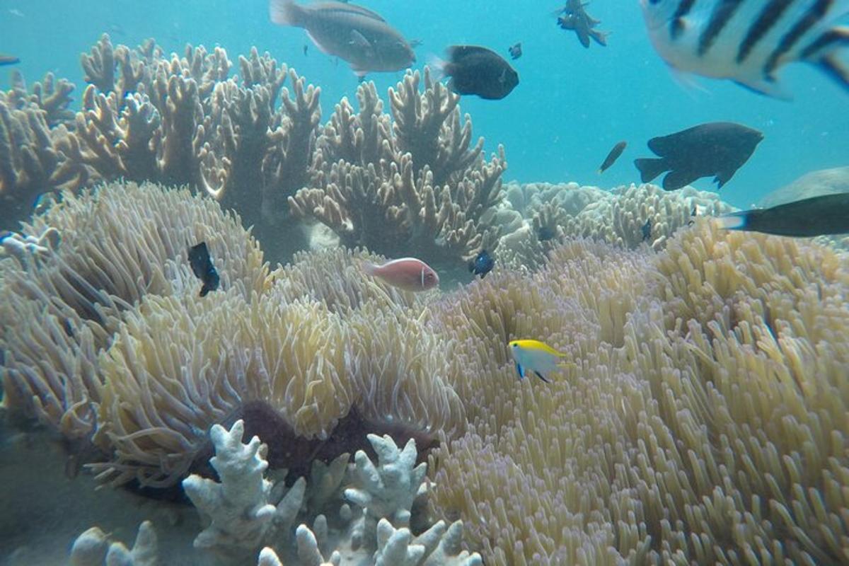 a coral reef with lots of fish in the ocean