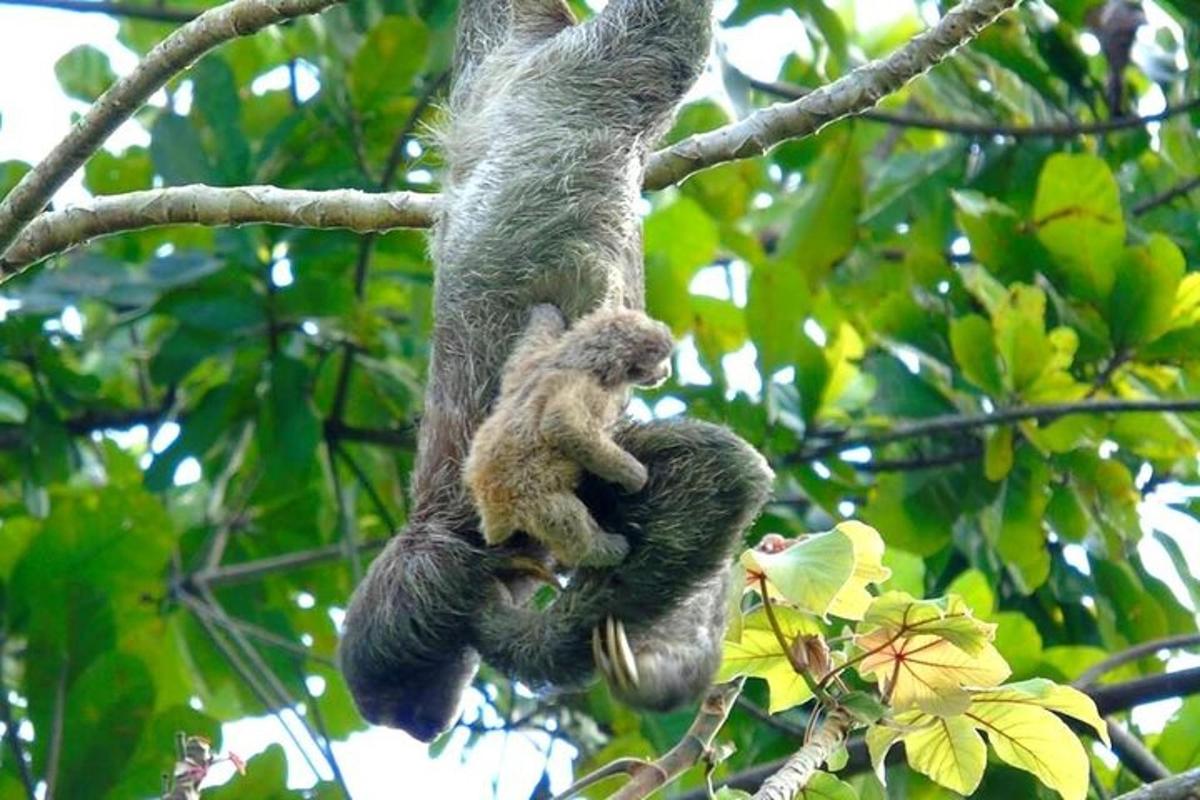 a sloth with its baby in a tree