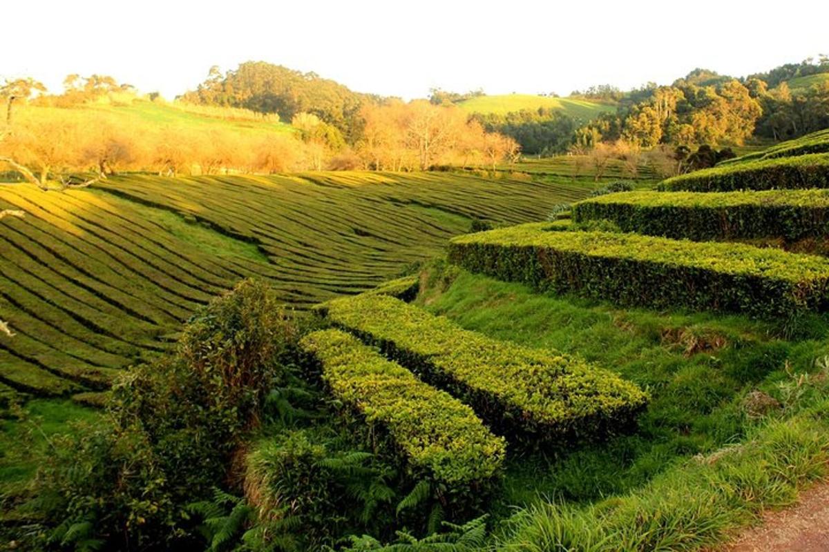 một góc nhìn từ trên không của một cánh đồng xanh với những bụi cây