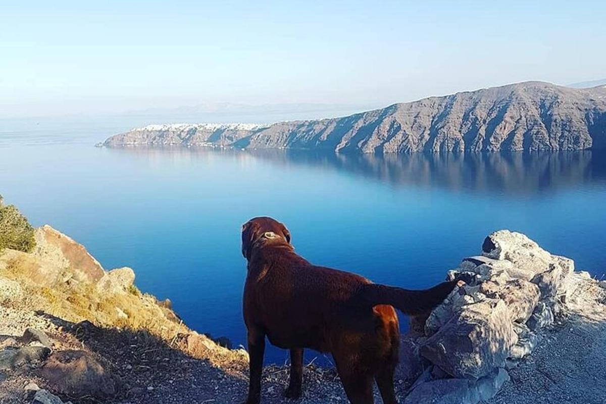 koira seisoo vuoren huipulla ja katsoo vettä