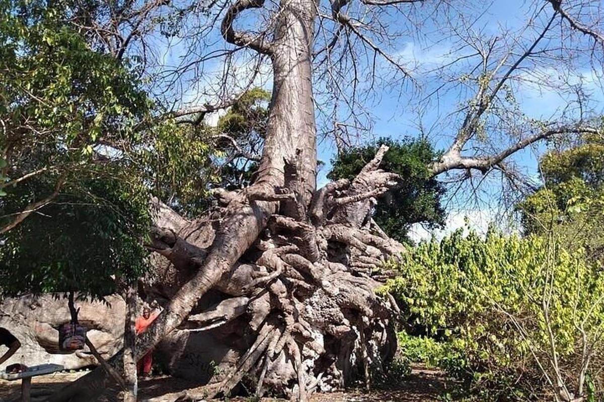 un grande albero che si sta sradicando nel mezzo di una foresta