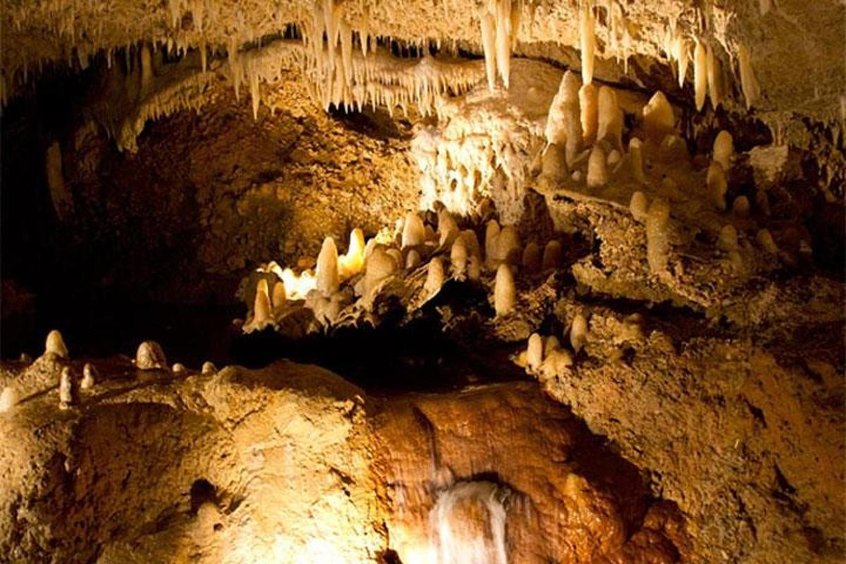 a group of animals standing in a cave