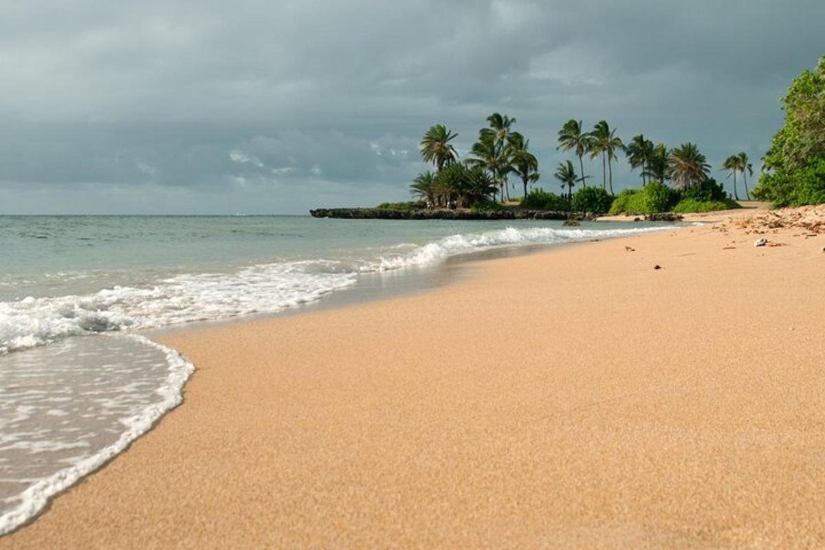 uma praia de areia com palmeiras e o oceano