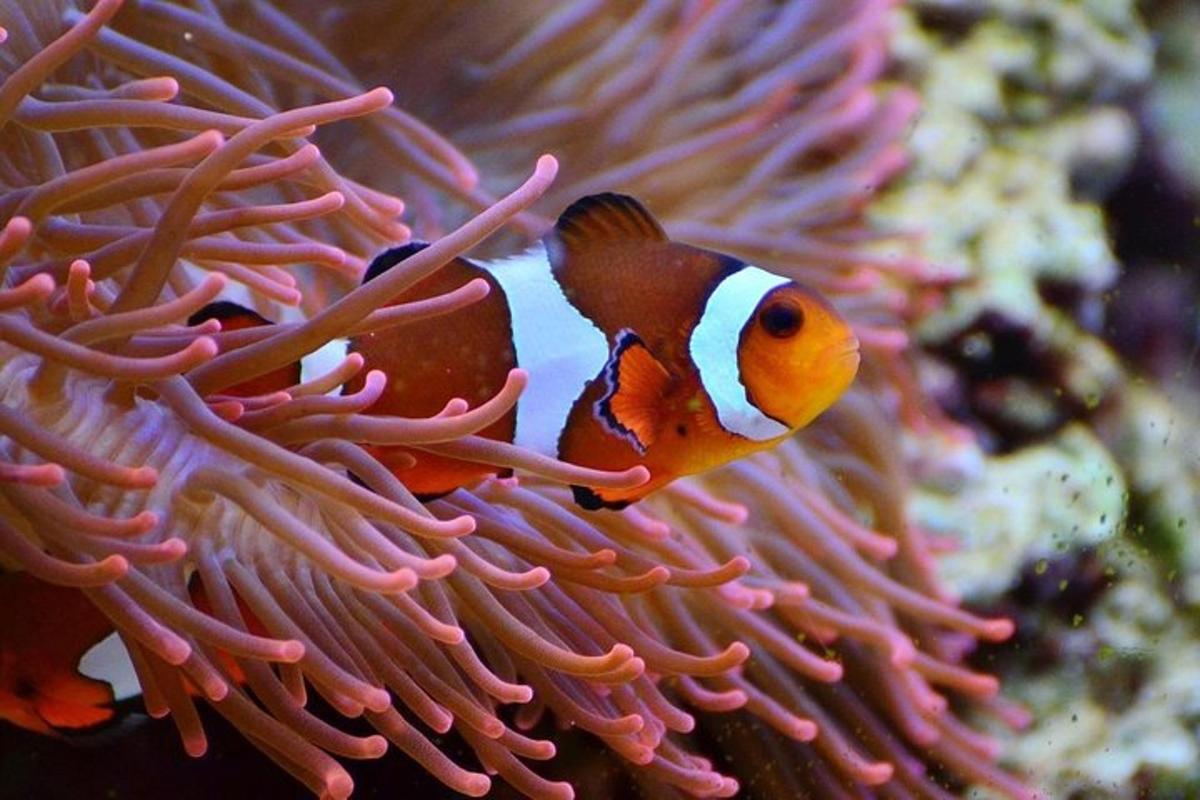 um casal de peixes nadando em uma anêmona