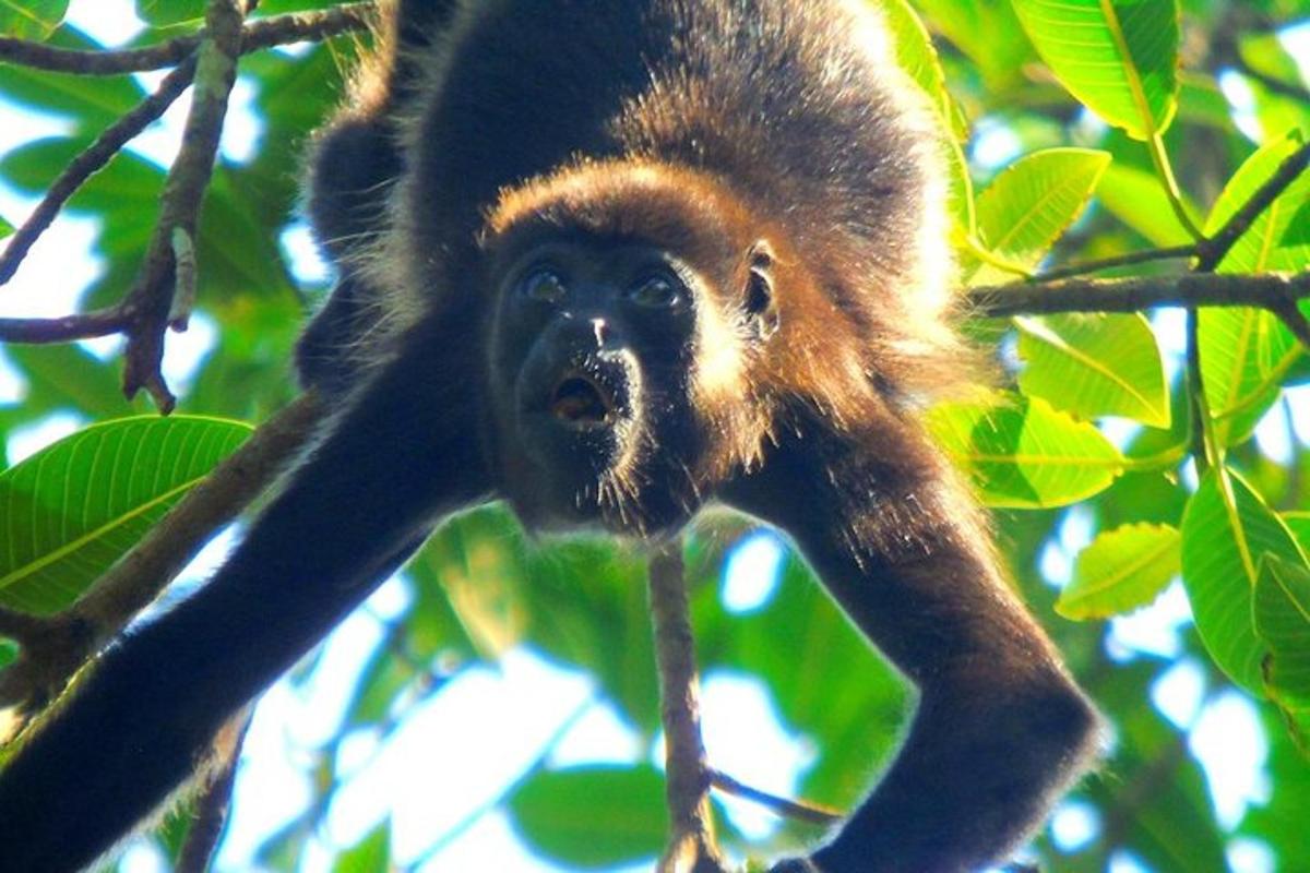 a brown monkey hanging from a tree branch