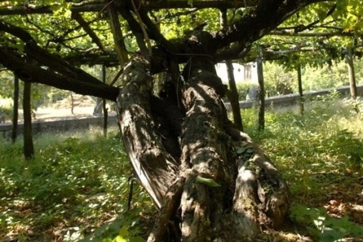 gambar dekat batang pokok