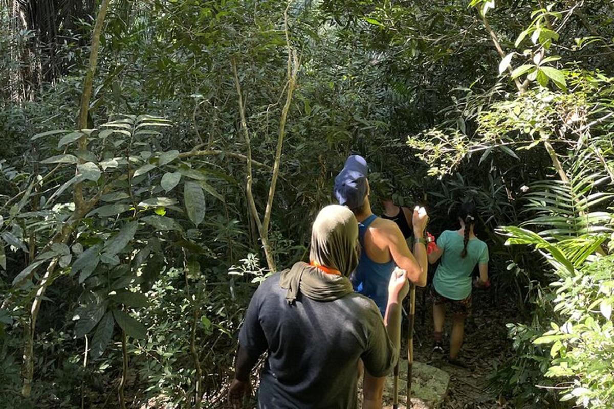 Un grupo de personas caminando por un sendero en la jungla.