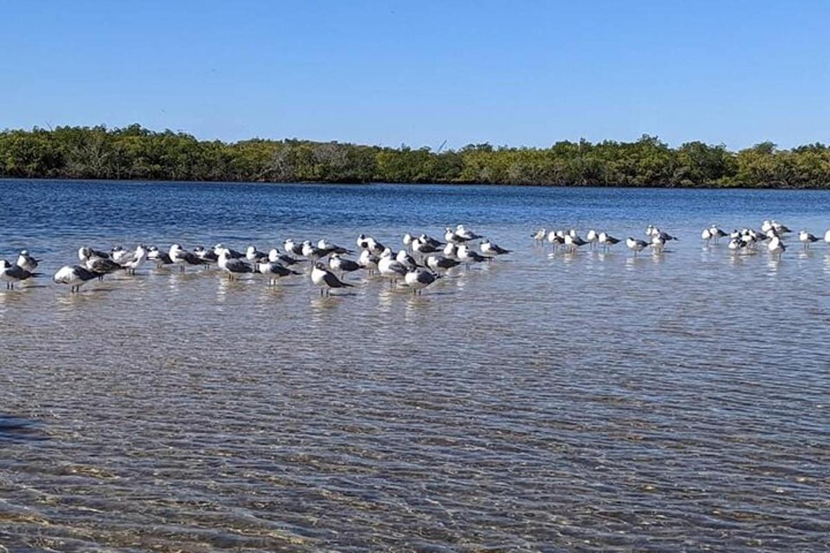 um bando de pássaros parados na água
