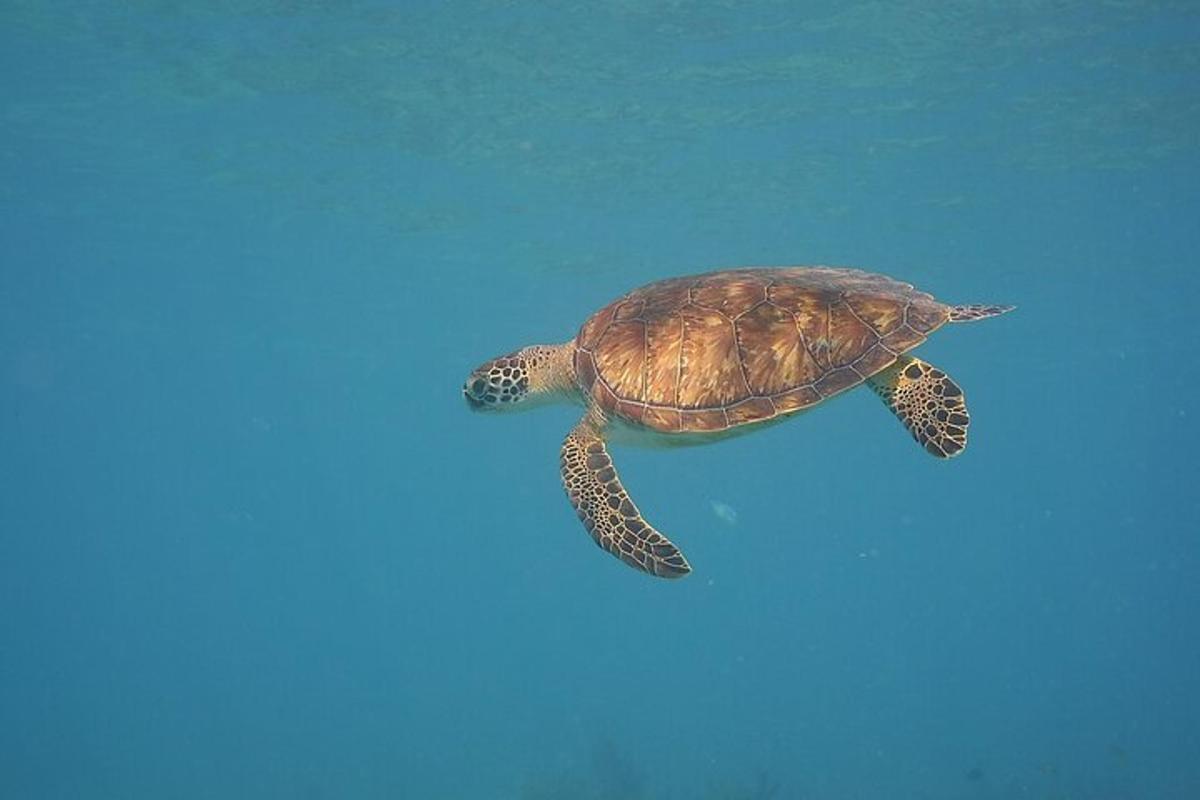 a green sea turtle swimming in the water