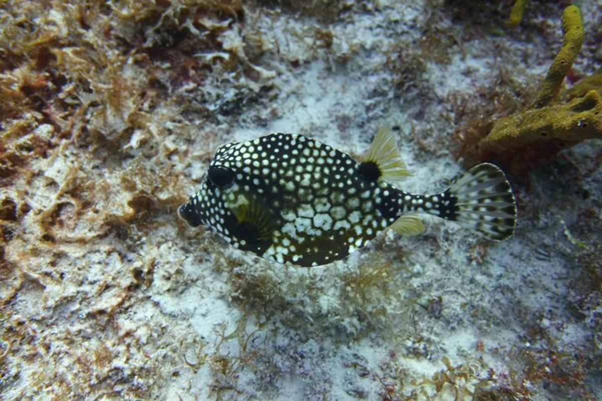 a black and white fish in the ocean