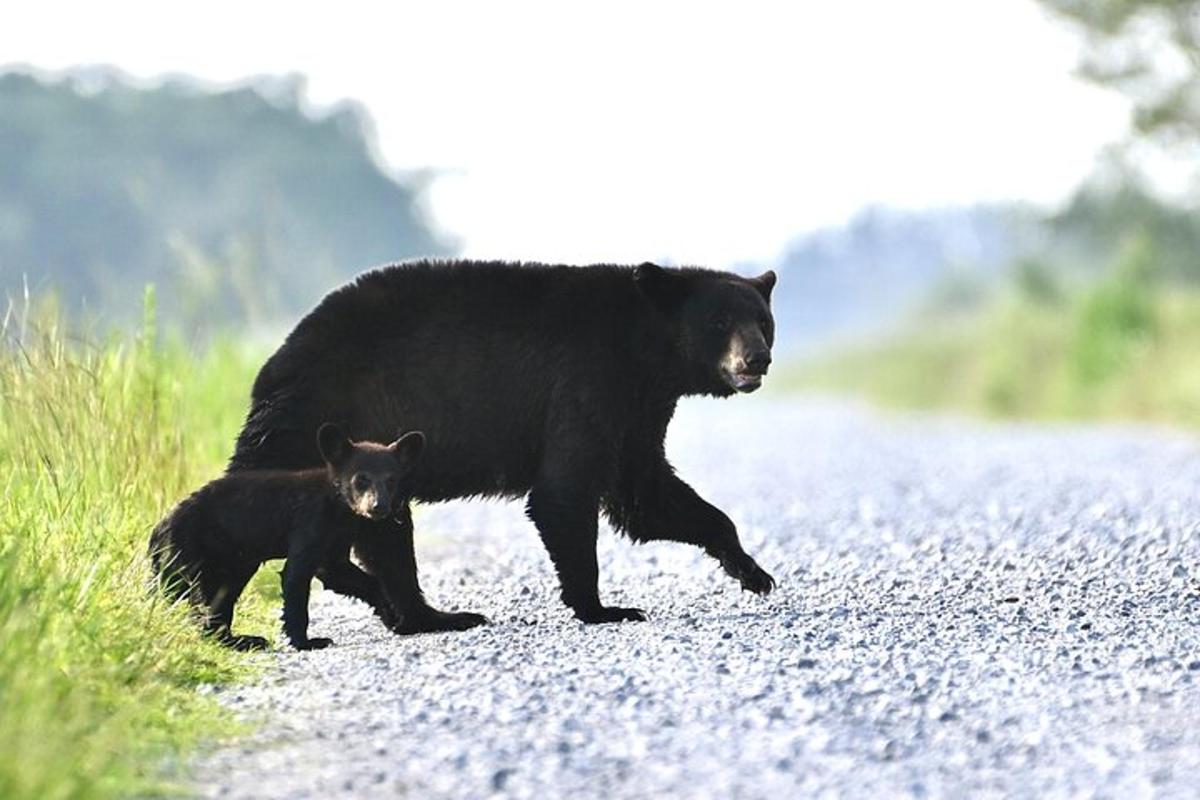 a black bear and a baby bear crossing a road