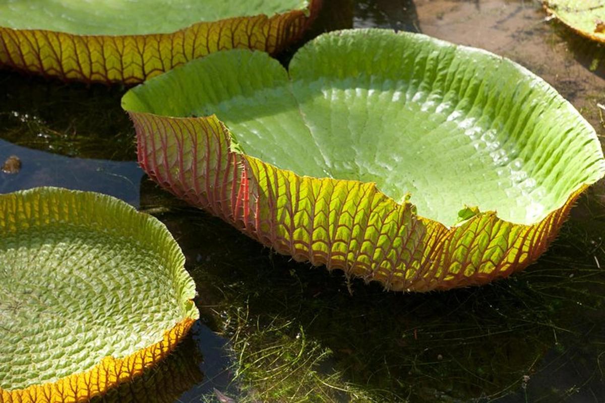 o plantă verde mare așezată pe pământ