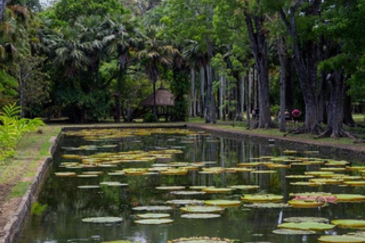 un iaz cu nuferi într-un parc