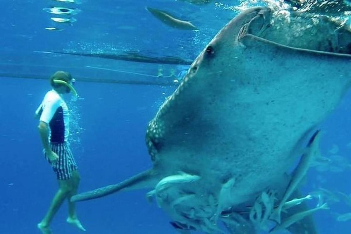 un uomo in piedi accanto a uno squalo balena in acqua