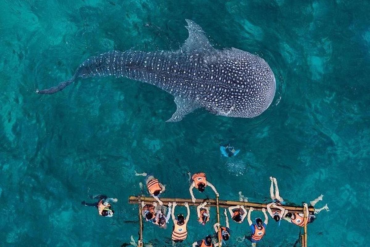 um tubarão-baleia nadando ao lado de um barco na água