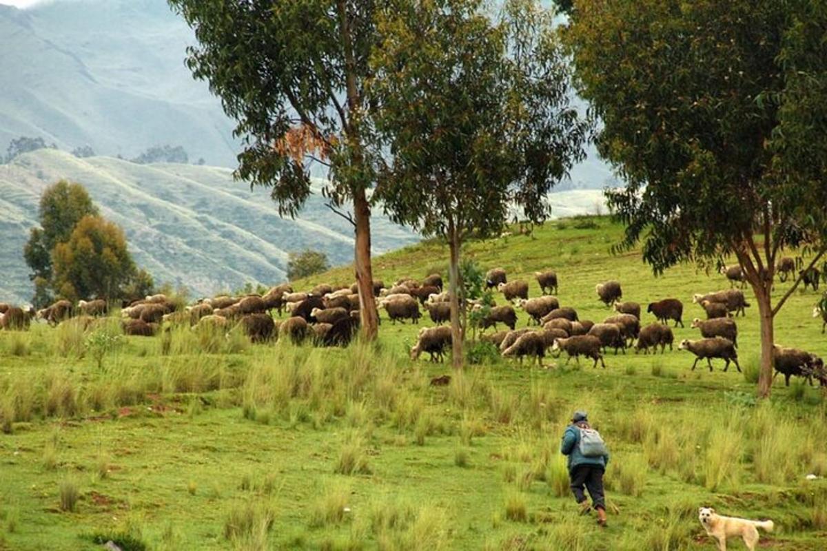 um homem parado em um campo com um rebanho de ovelhas