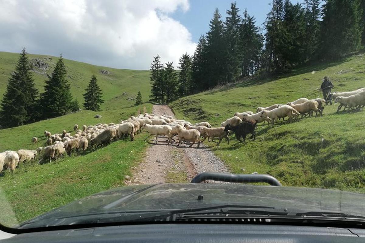 a herd of sheep crossing a dirt road