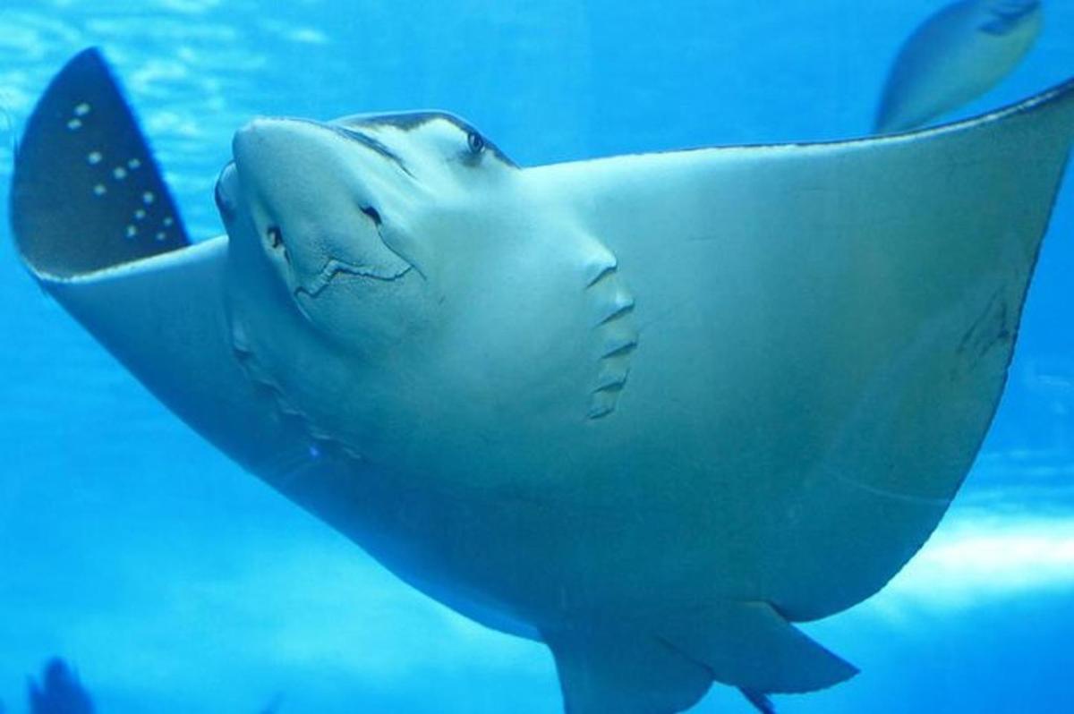 a large shark swimming in the water