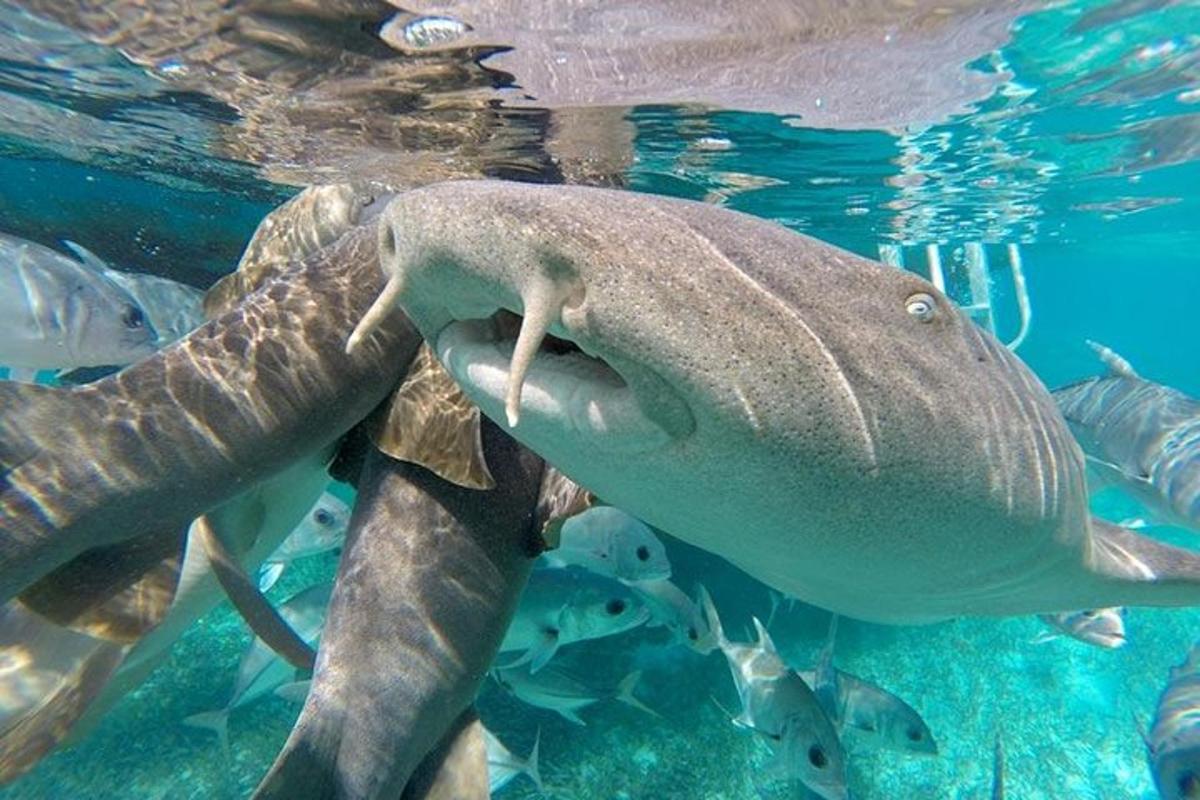 a large whale shark swimming in the water