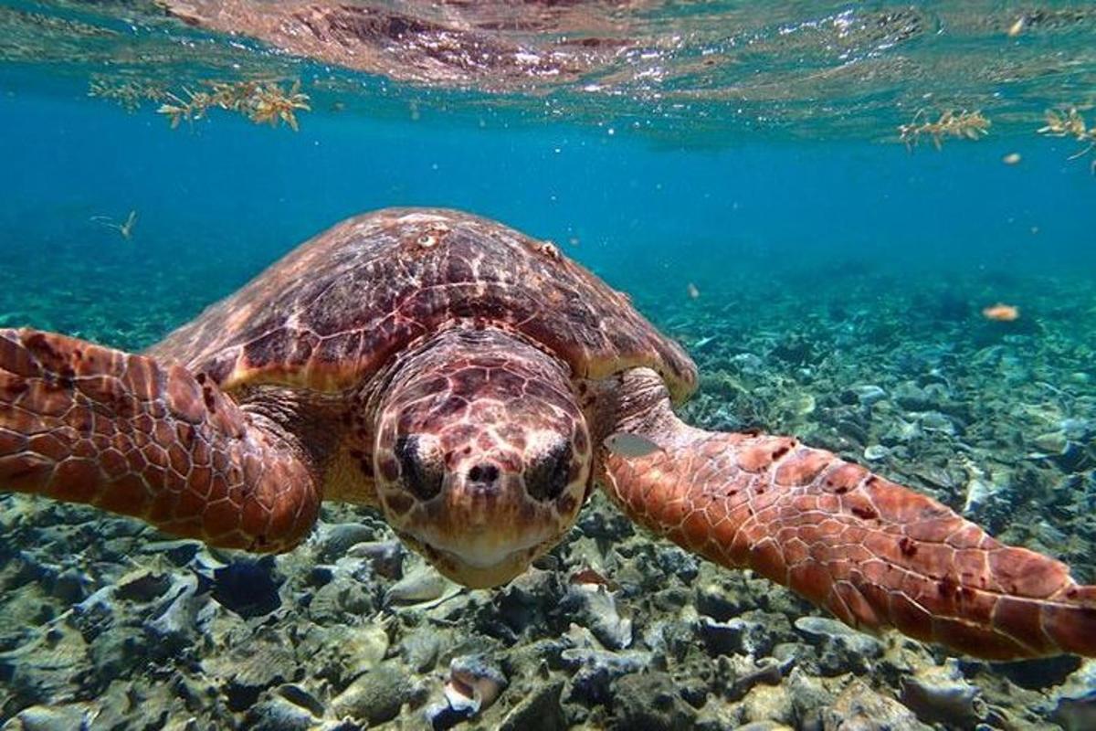 a green sea turtle swimming in the water