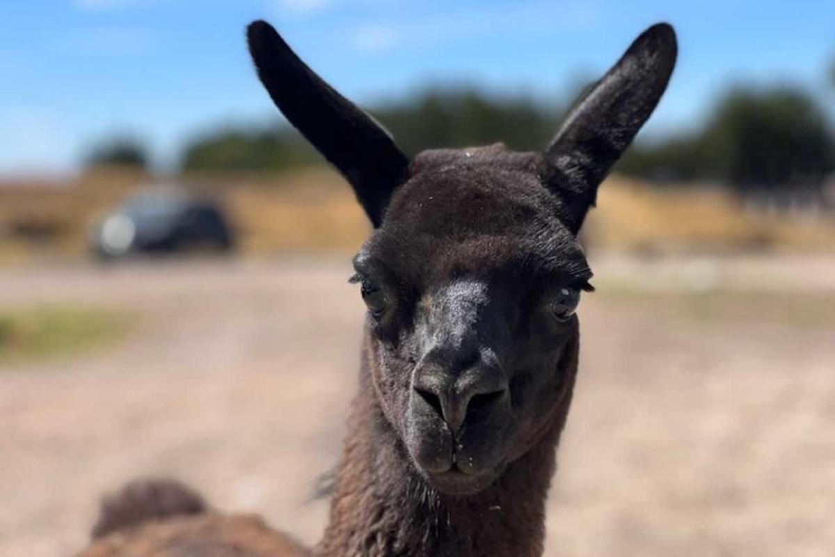 a close up of a black llama looking at the camera