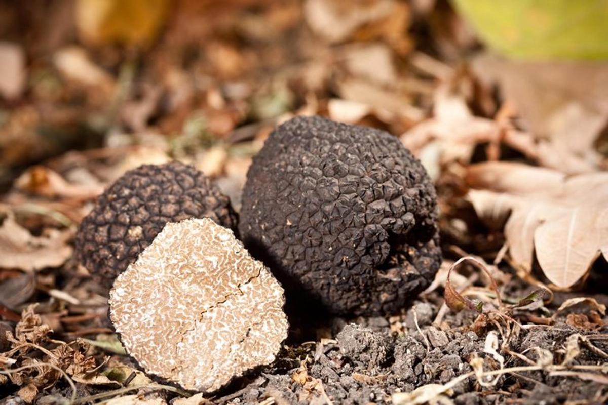 due pezzi di roba nera a terra