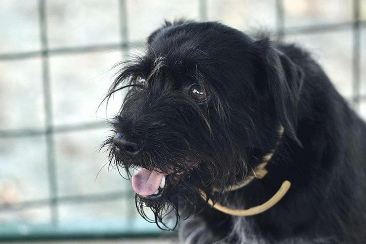 un piccolo cane nero con la lingua fuori