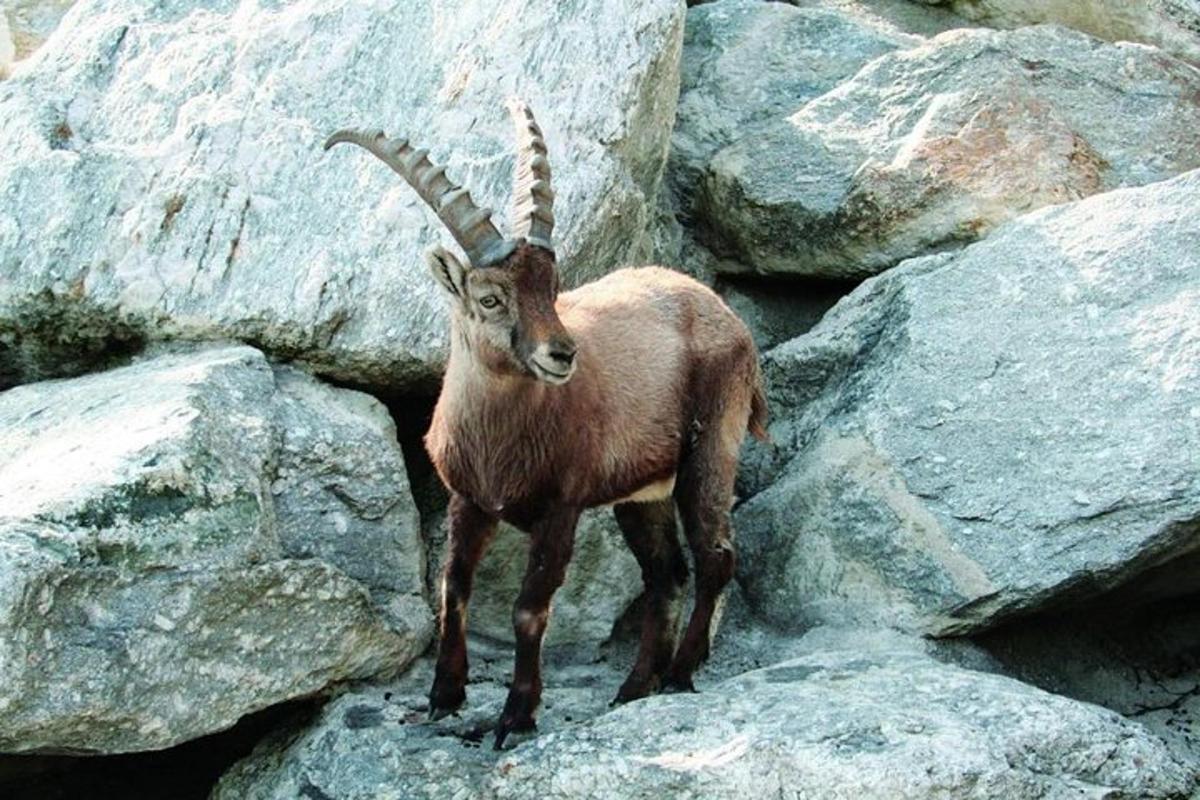 una cabra dempeus sobre un munt de roques