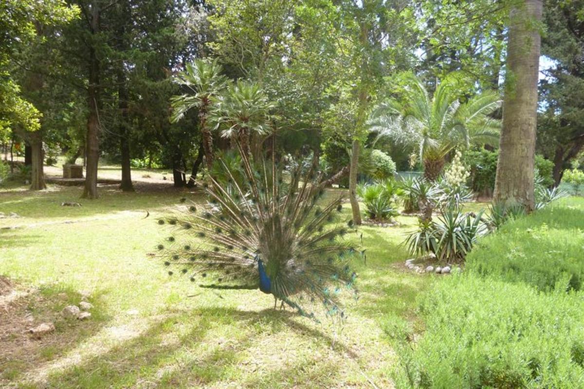 seekor burung merak berdiri di atas rumput di sebuah taman