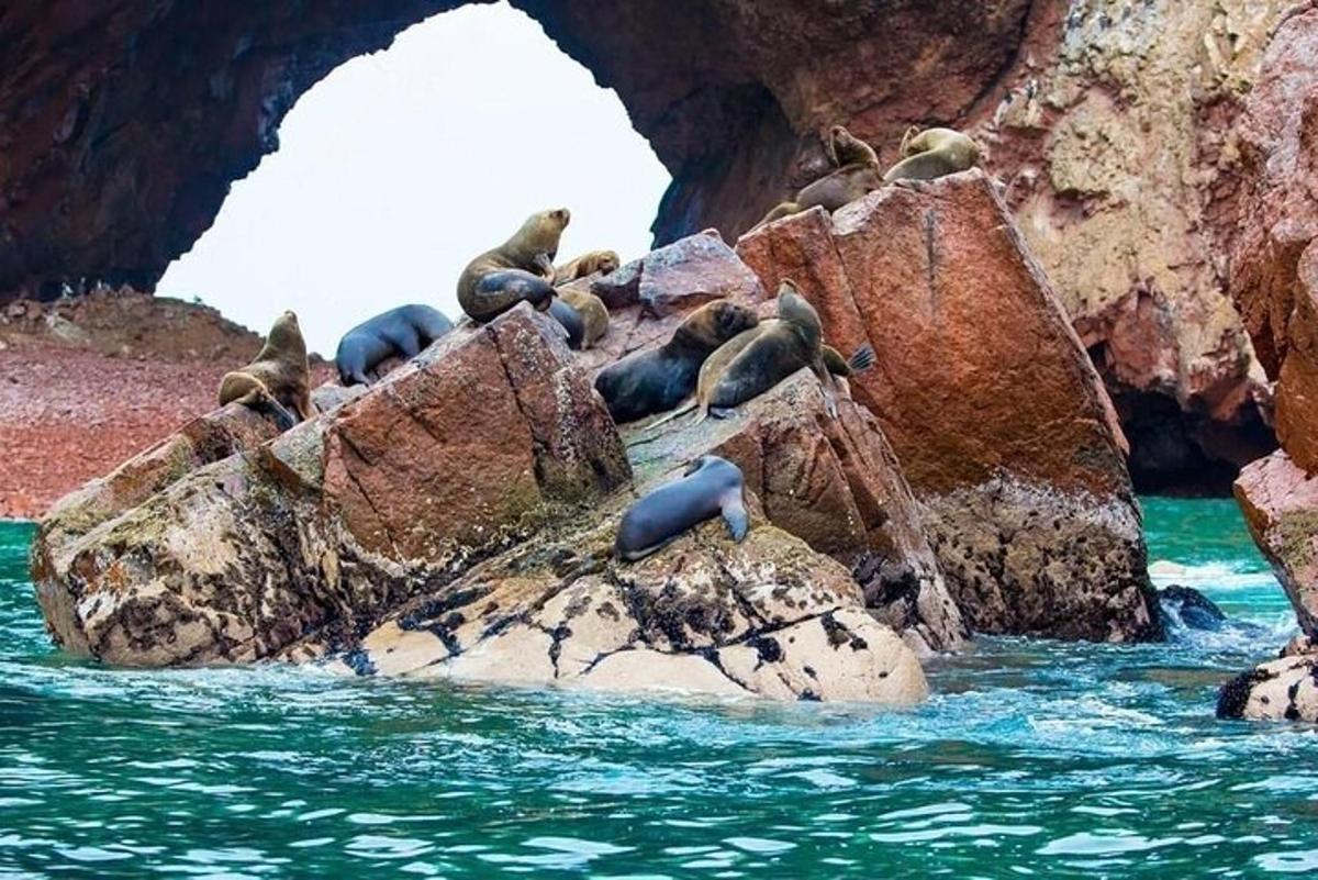 sekelompok anjing laut duduk di atas batu di dalam air