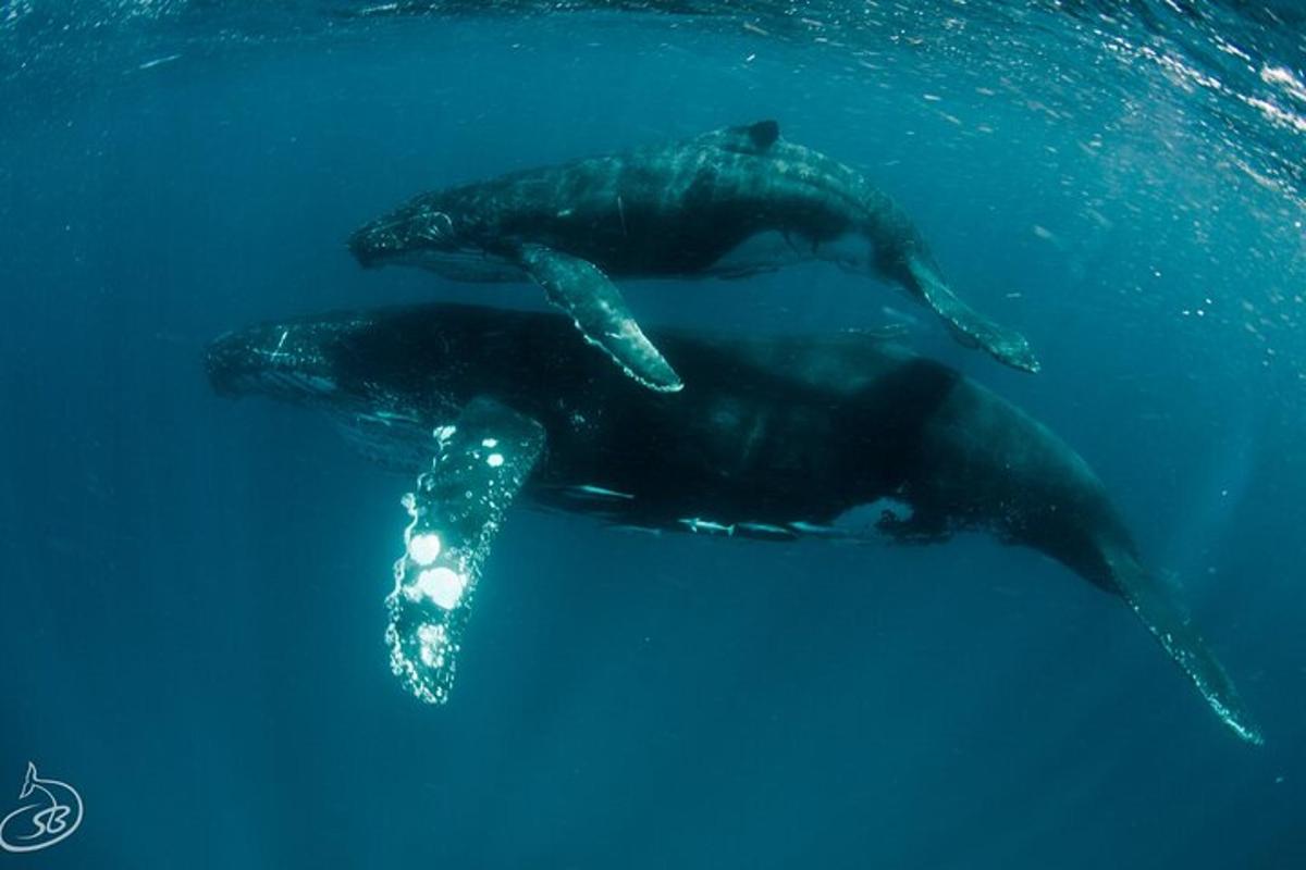 two dolphins swimming in the blue water