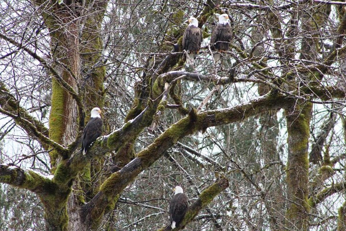 un gruppo di uccelli appollaiati su un albero