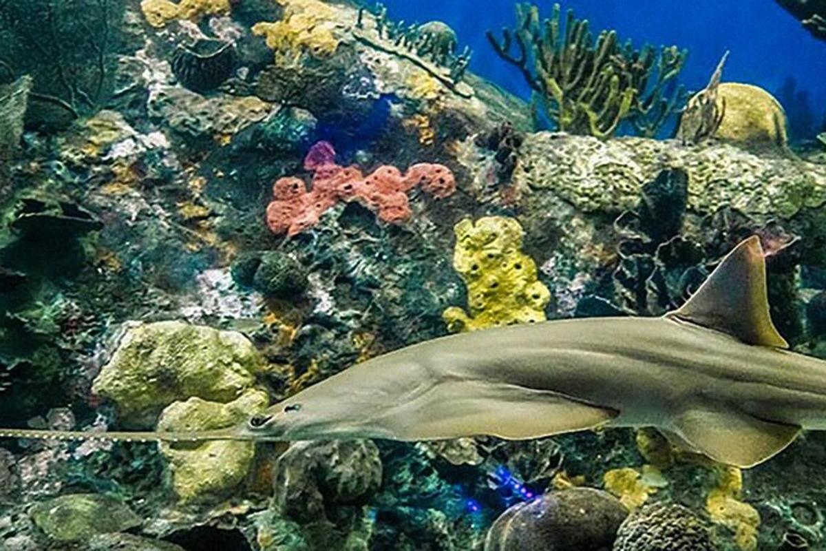 a shark swimming in the water in an aquarium