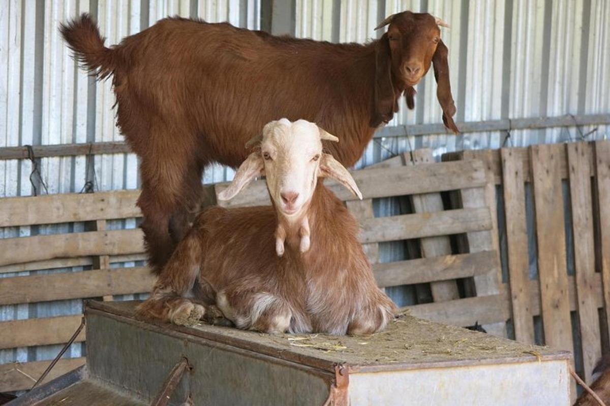 two goats sitting on a box in a barn