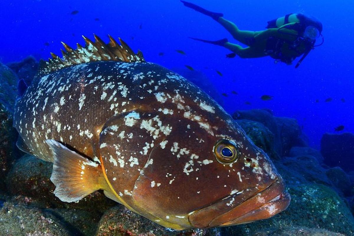osoba plavající v oceánu vedle ryby