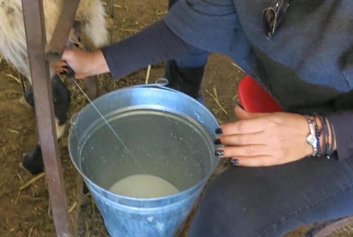 žena drží kbelík mléka
