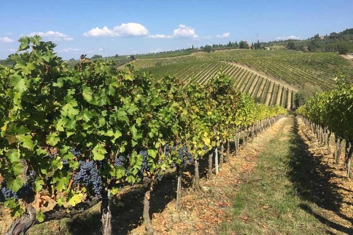 una filera de vinyes en una vinya