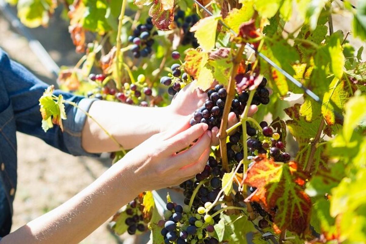 una persona està collint raïm d'una planta